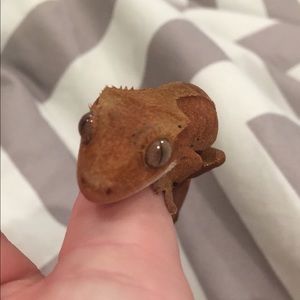 Meet your Posher, Alli